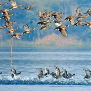 Okhla Bird Sanctuary